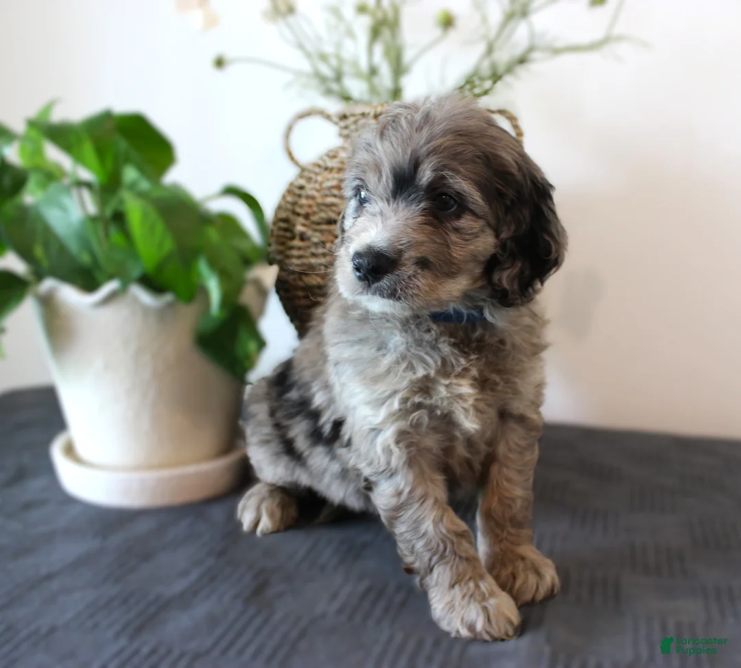 Mini Goldendoodle dogs for sale: Griffin - Ad 2