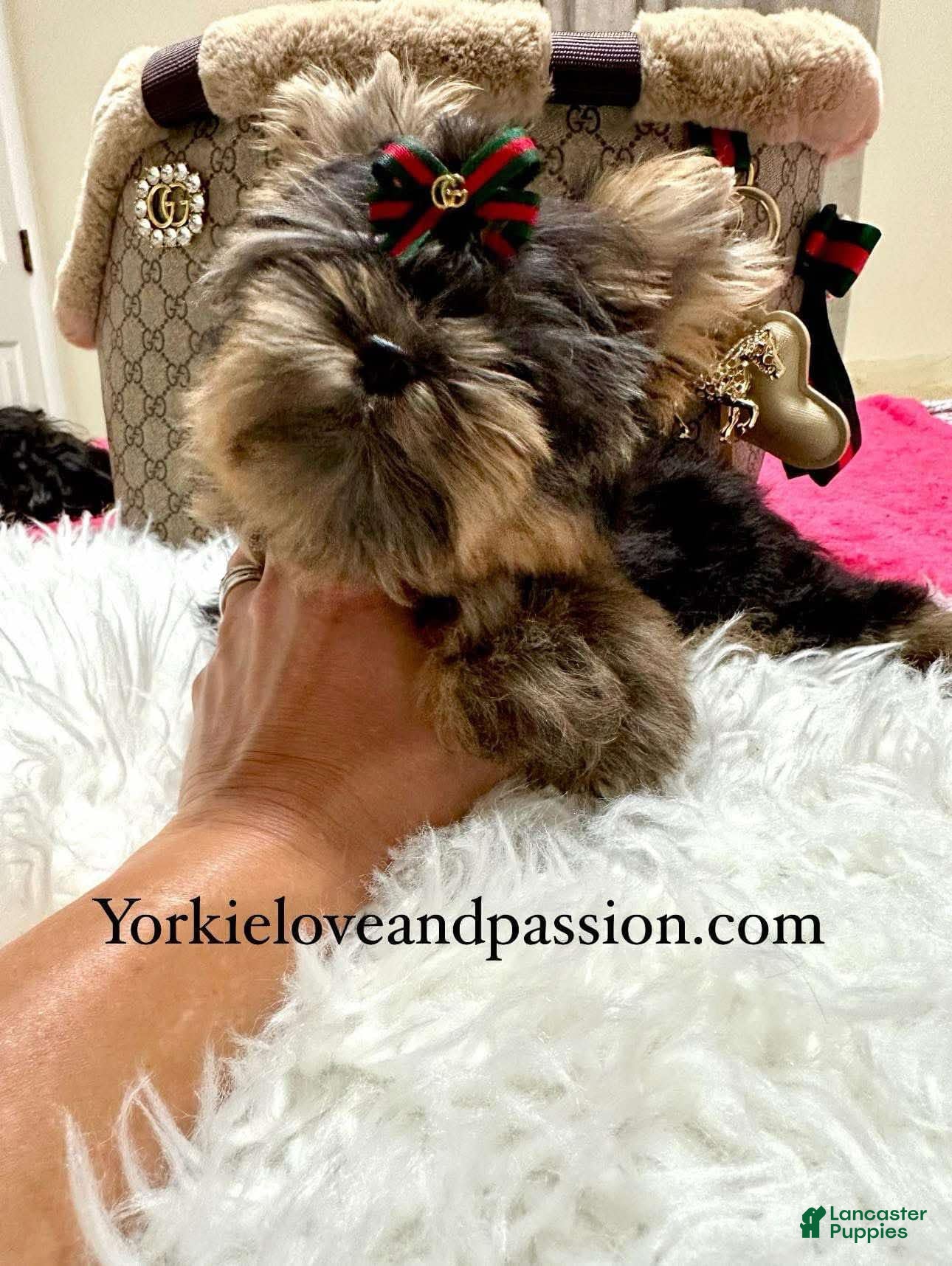 Yorkshire Terrier dogs Enzo - Ad 37