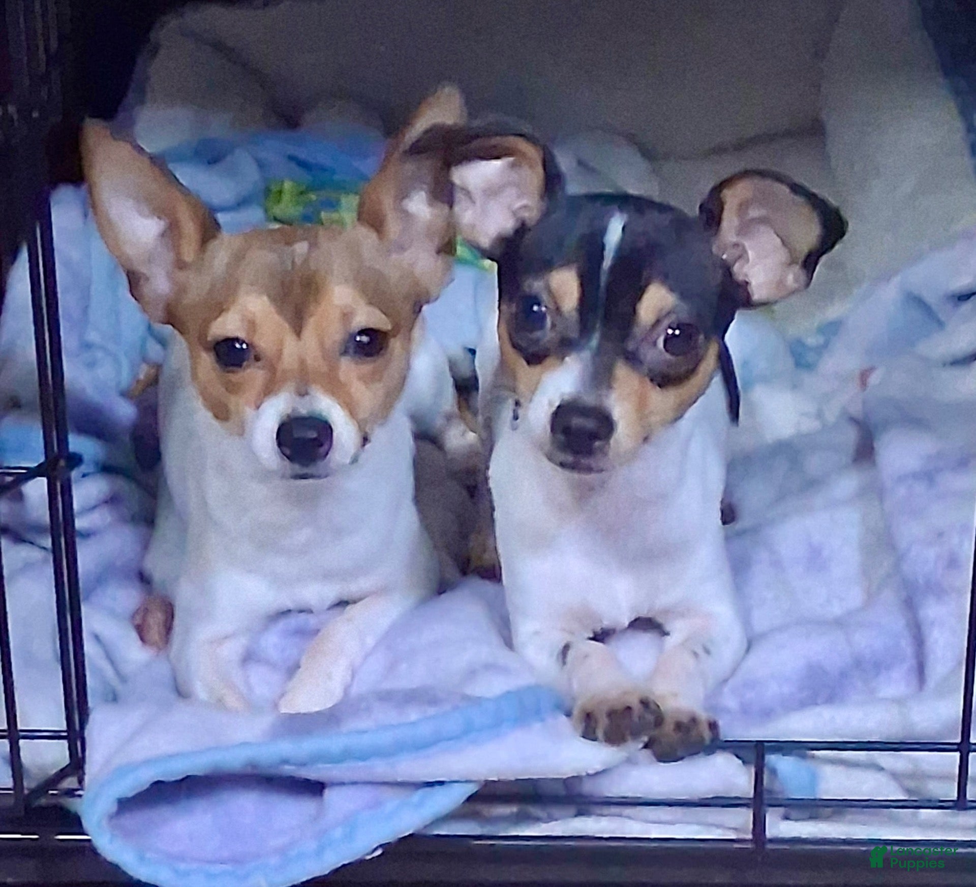 Mixed Breed dogs Peanut - Ad 42