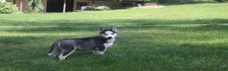 Siberian Husky dogs for sale: Crystal - Ad 3