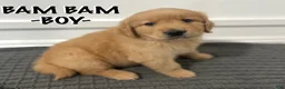 Golden Retriever dogs for sale: Golden Retriever - Bam Bam  - Ad 1