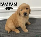 Golden Retriever - Bam Bam