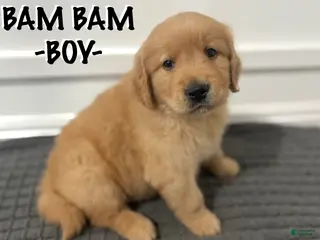 Golden Retriever dogs Golden Retriever - Bam Bam - Ad 5