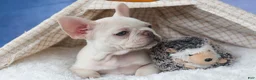 French Bulldog dogs for sale: 💕Jasmine  - Ad 10