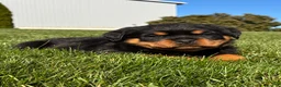Rottweiler dogs for sale: Roxy - Ad 3