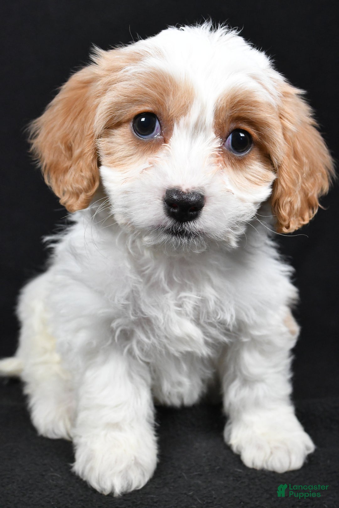 Cavachon dogs for sale: Olive - Ad 6