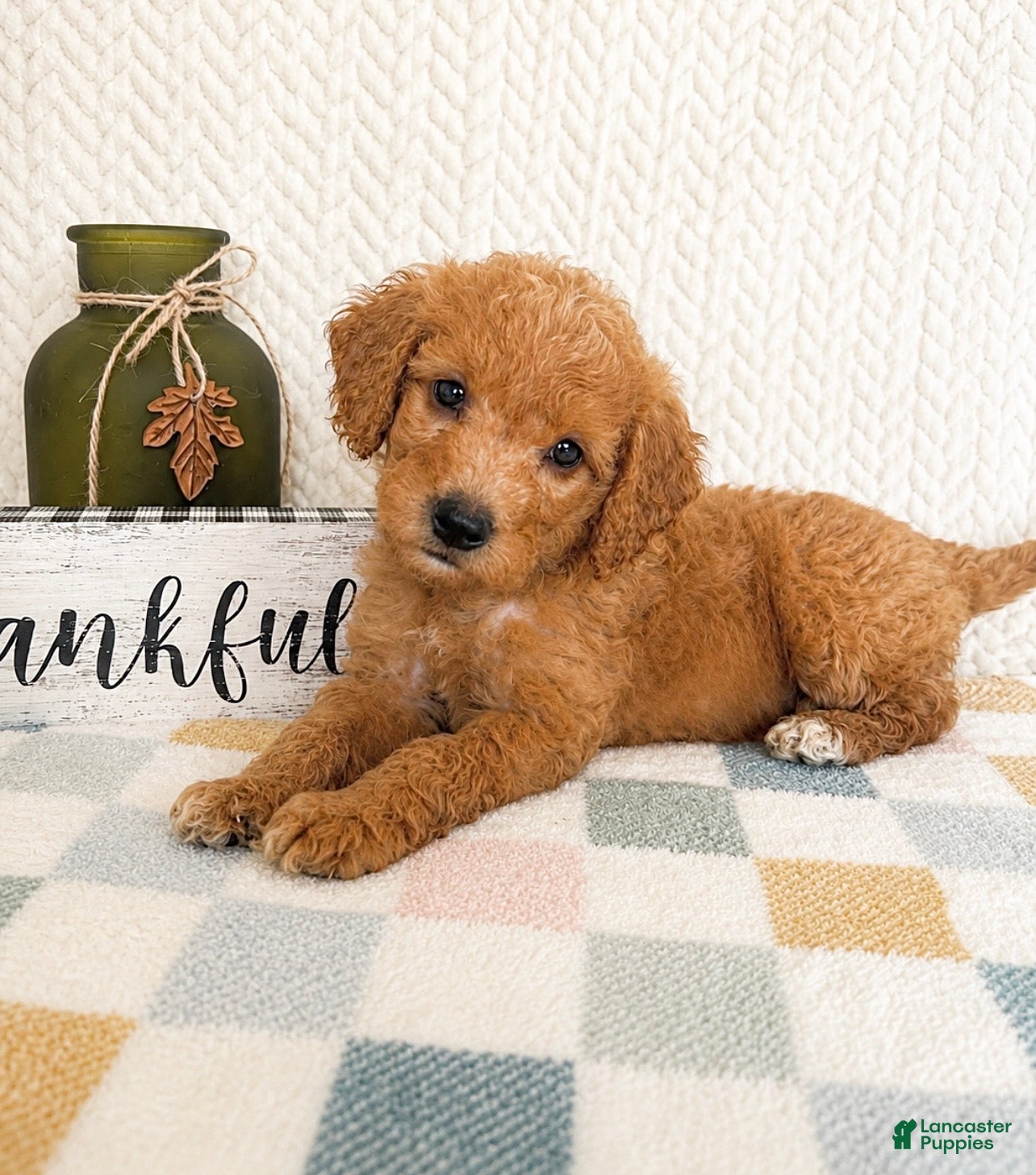 Mini Goldendoodle dogs Briar - Ad 9