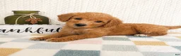 Mini Goldendoodle dogs for sale: Briar - Ad 1