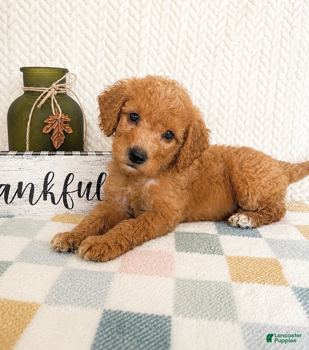 Mini Goldendoodle dogs for sale: Briar - Ad 1