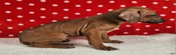 Rhodesian Ridgeback dogs for sale: Toby - Ad 5