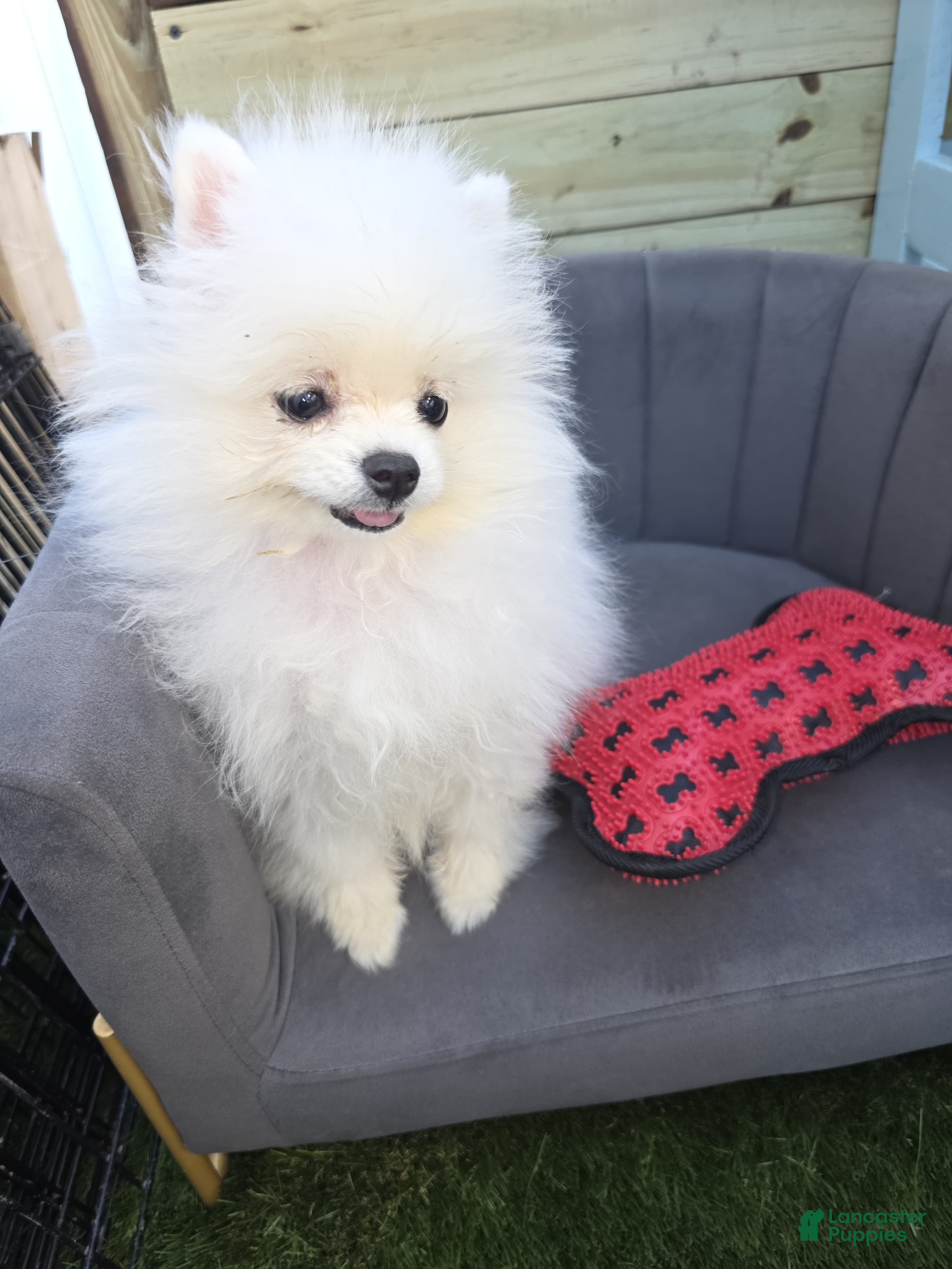 Pomeranian Puppies for sale in New York Lancaster Puppies