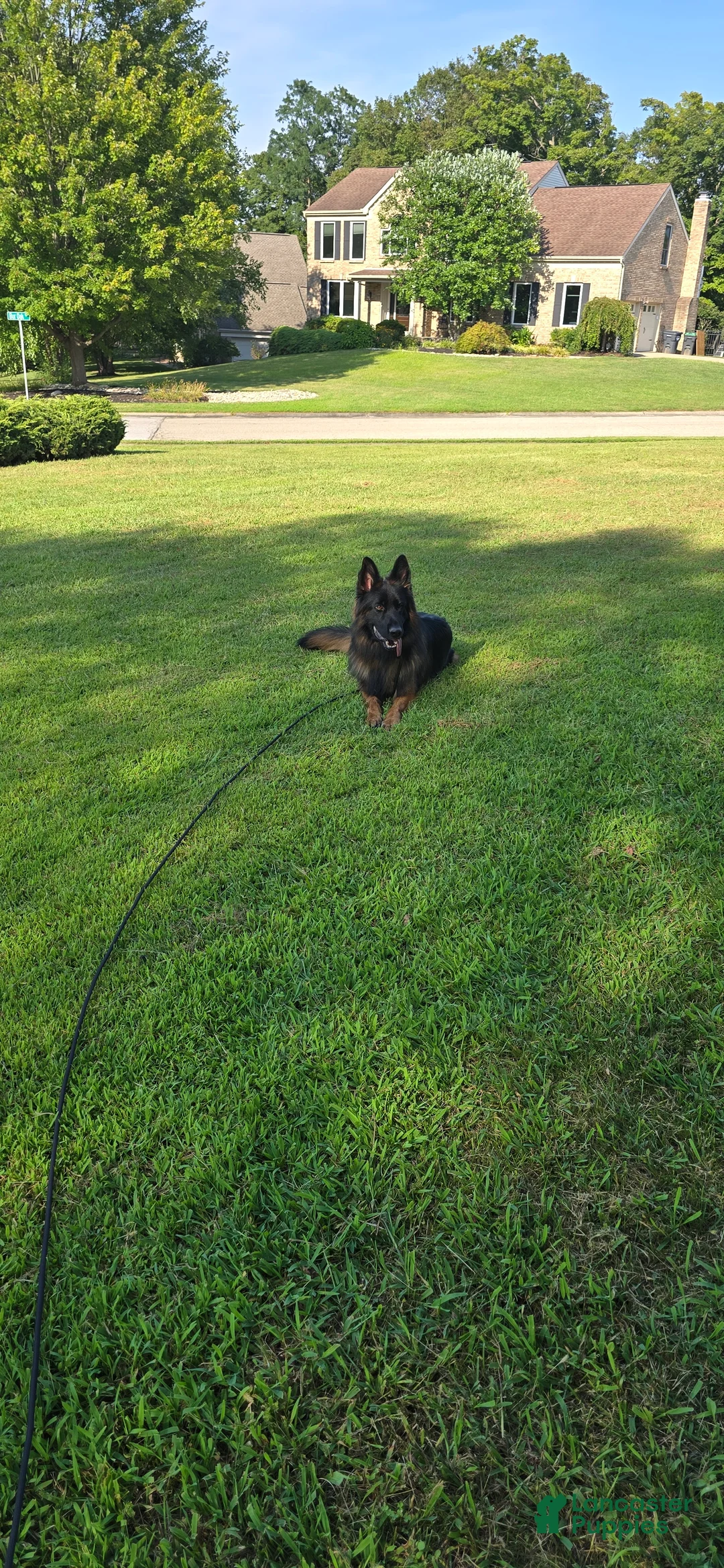 German Shepherd dogs for sale: German Shepherd Puppy 3 - Ad 3