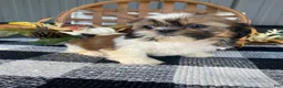 Shih Tzu dogs for sale: Sadie - Ad 1