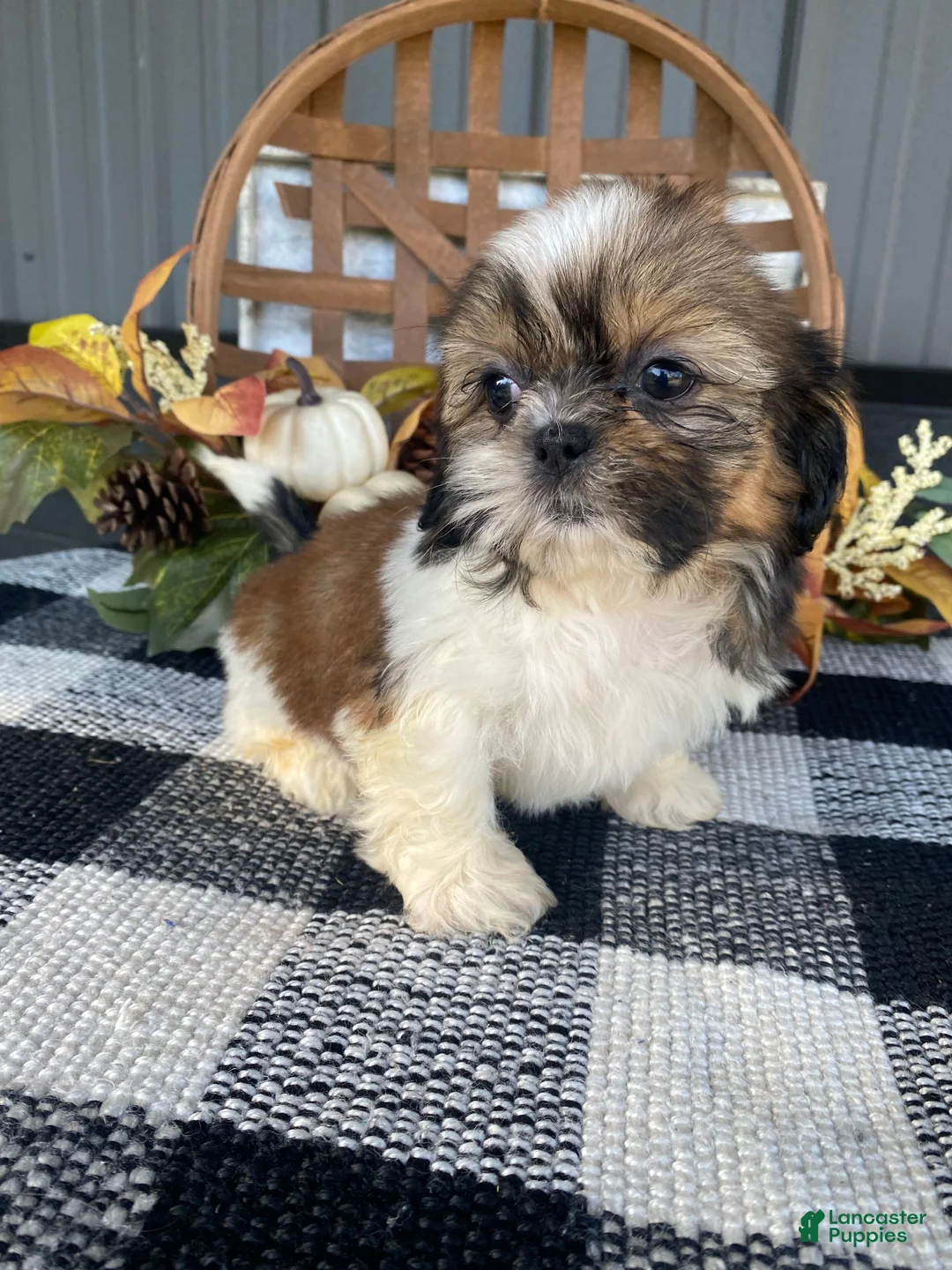 Shih Tzu dogs for sale: Sadie - Ad 1