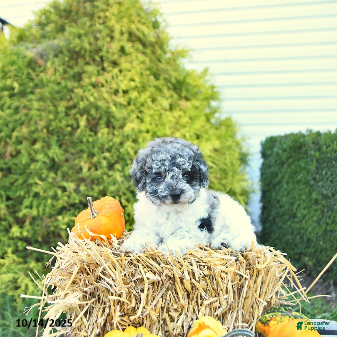 Havapoo dogs for sale: Princess EXTRA SMALL - Ad 6