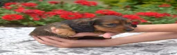 Miniature Dachshund dogs for sale: Nova - Ad 5
