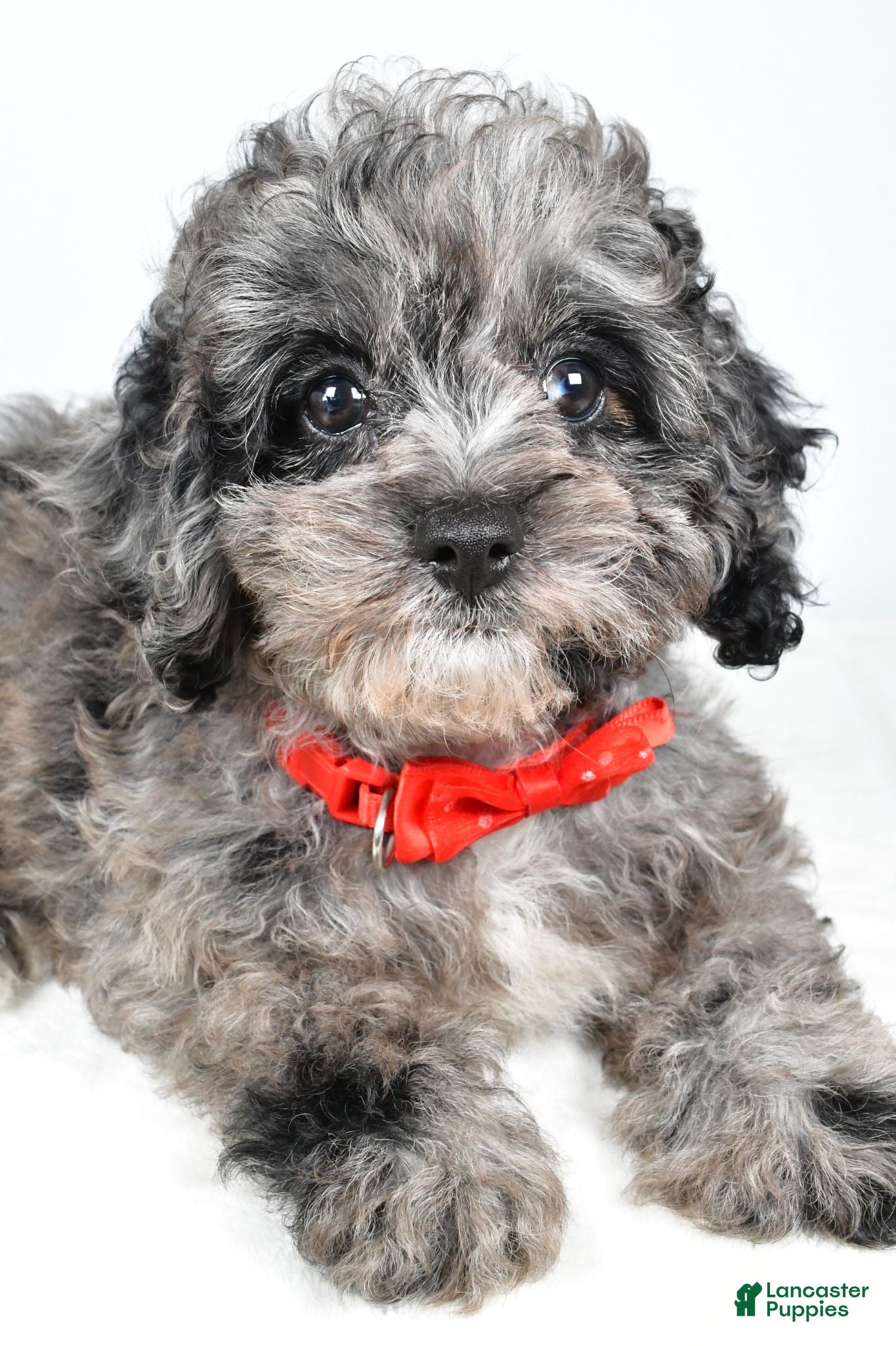 Cockapoo dogs Zoey - Ad 2