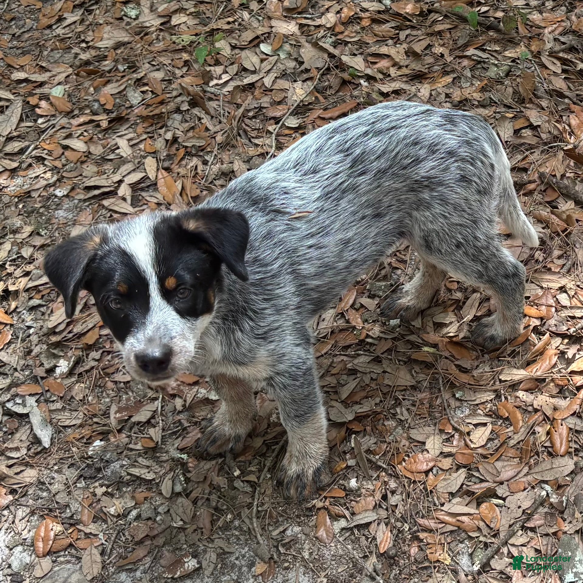 Australian Cattle Dog dogs Australian Cattle Dog Puppy 2 - Ad 1