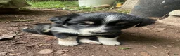 Mixed Breed dogs for sale: Timmy - Ad 1