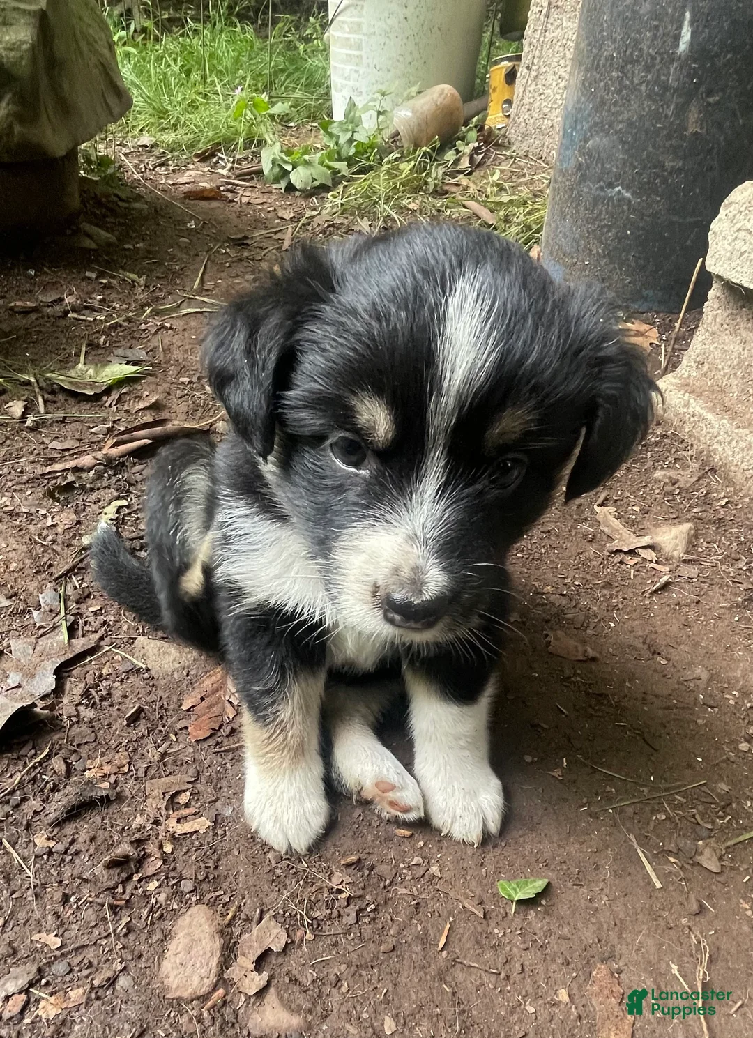 Mixed Breed dogs for sale: Timmy - Ad 1