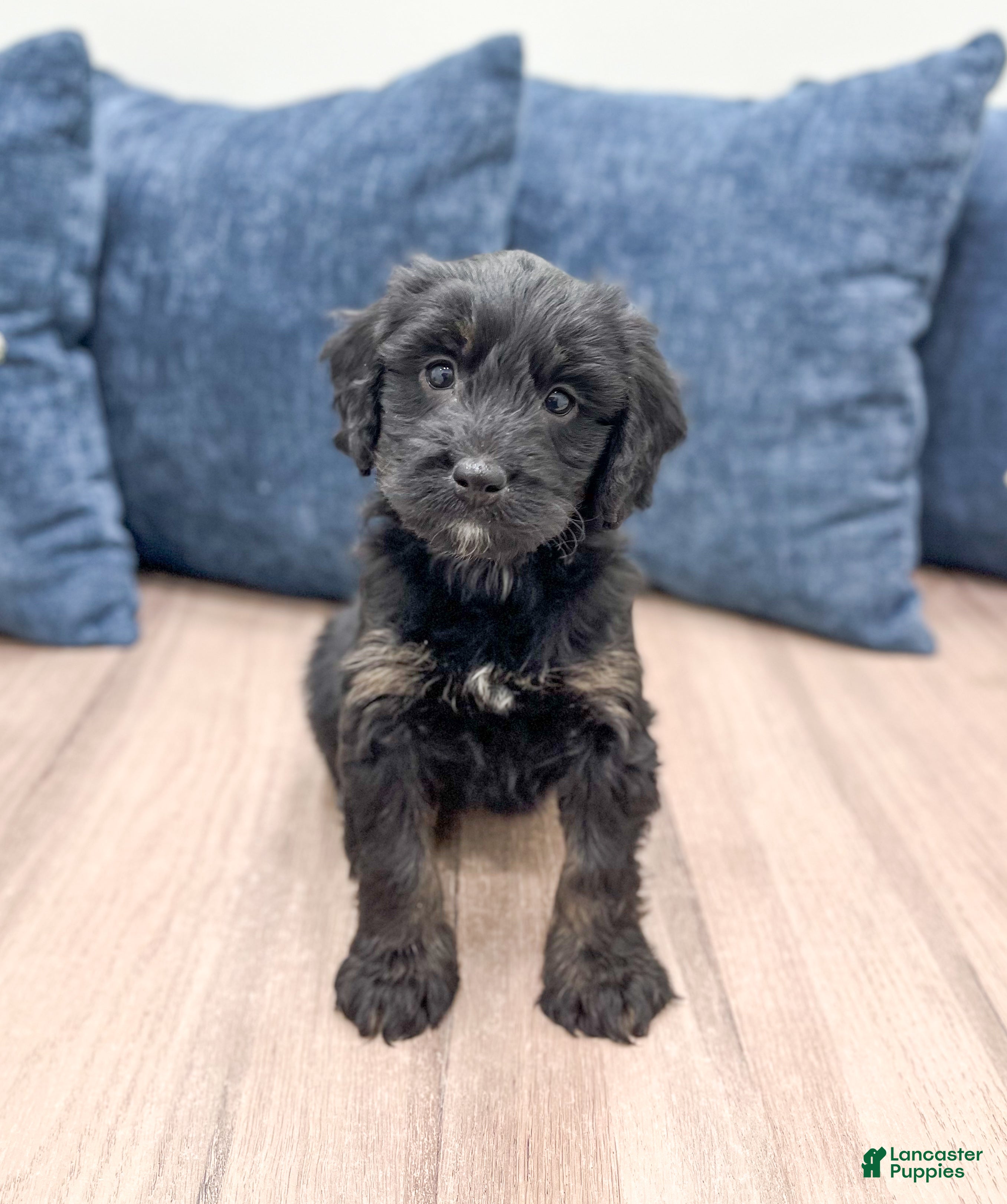 Mini Bernedoodle dogs Stormy - Ad 20