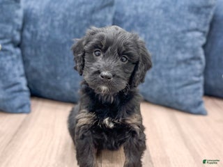 Mini Bernedoodle dogs Stormy - Ad 20