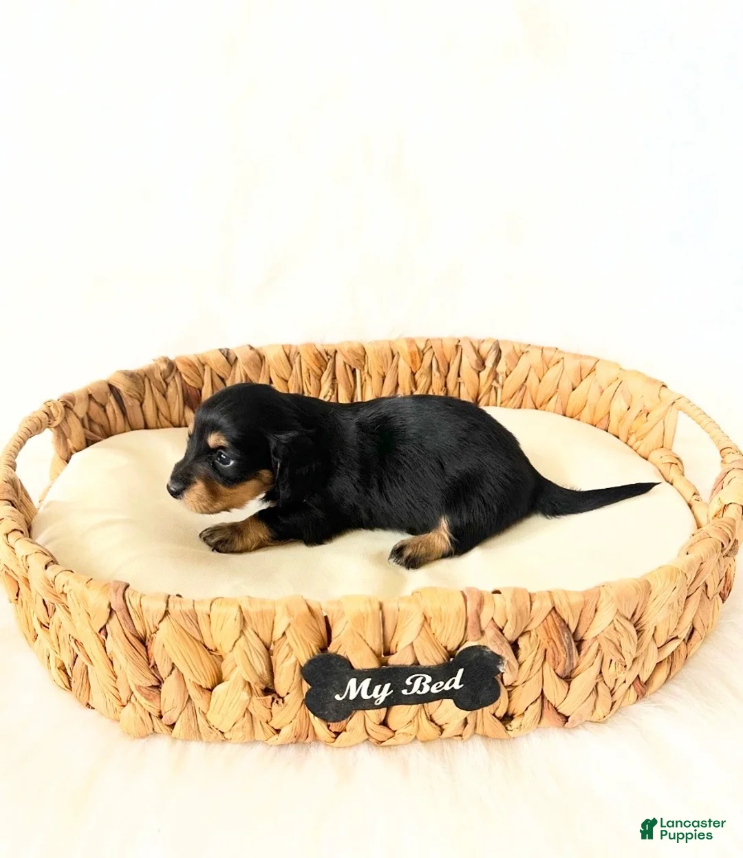 Miniature Dachshund dogs for sale: AKC Ruby - Ad 8