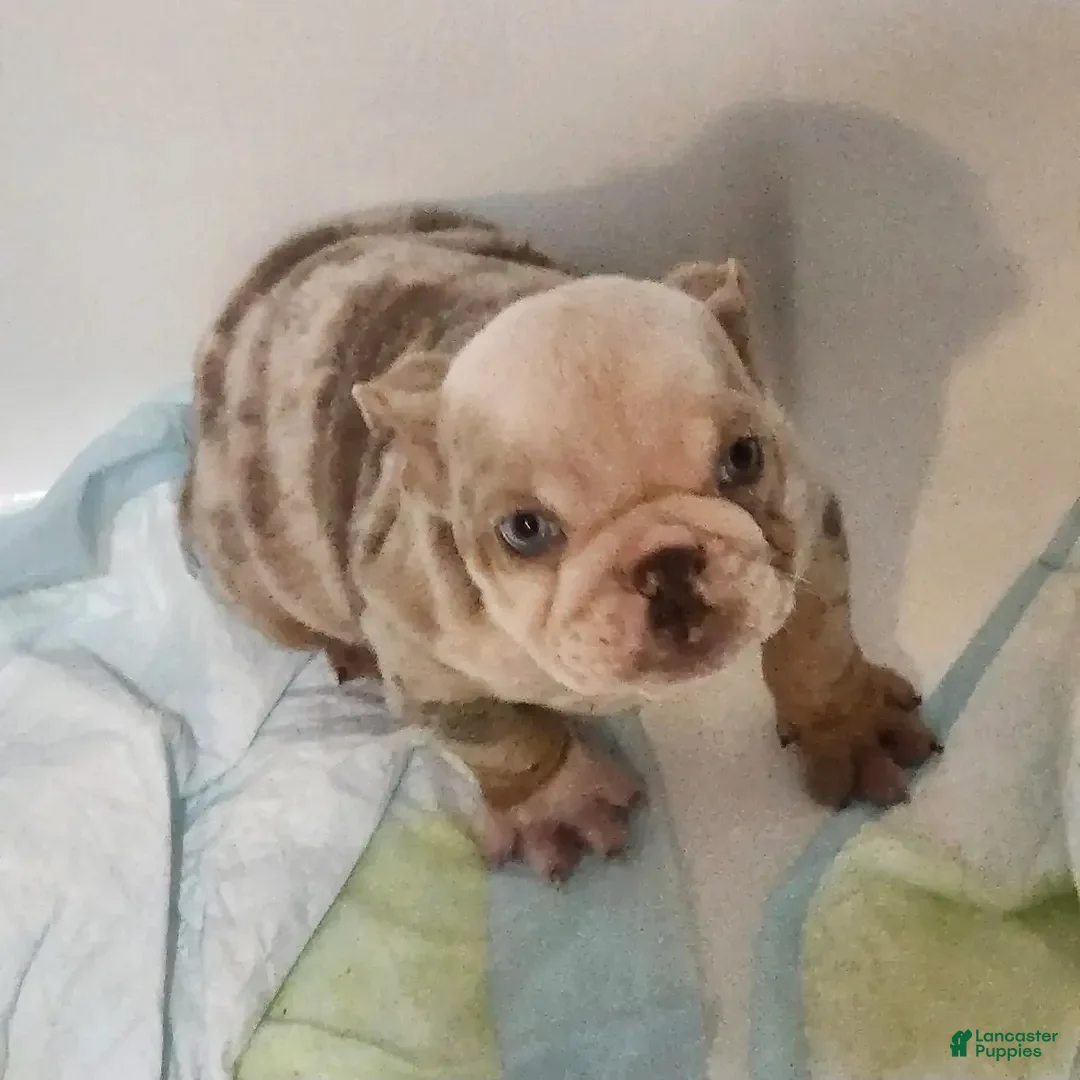 English Bulldog dogs for sale: English Bulldog Puppy 2 - Ad 2