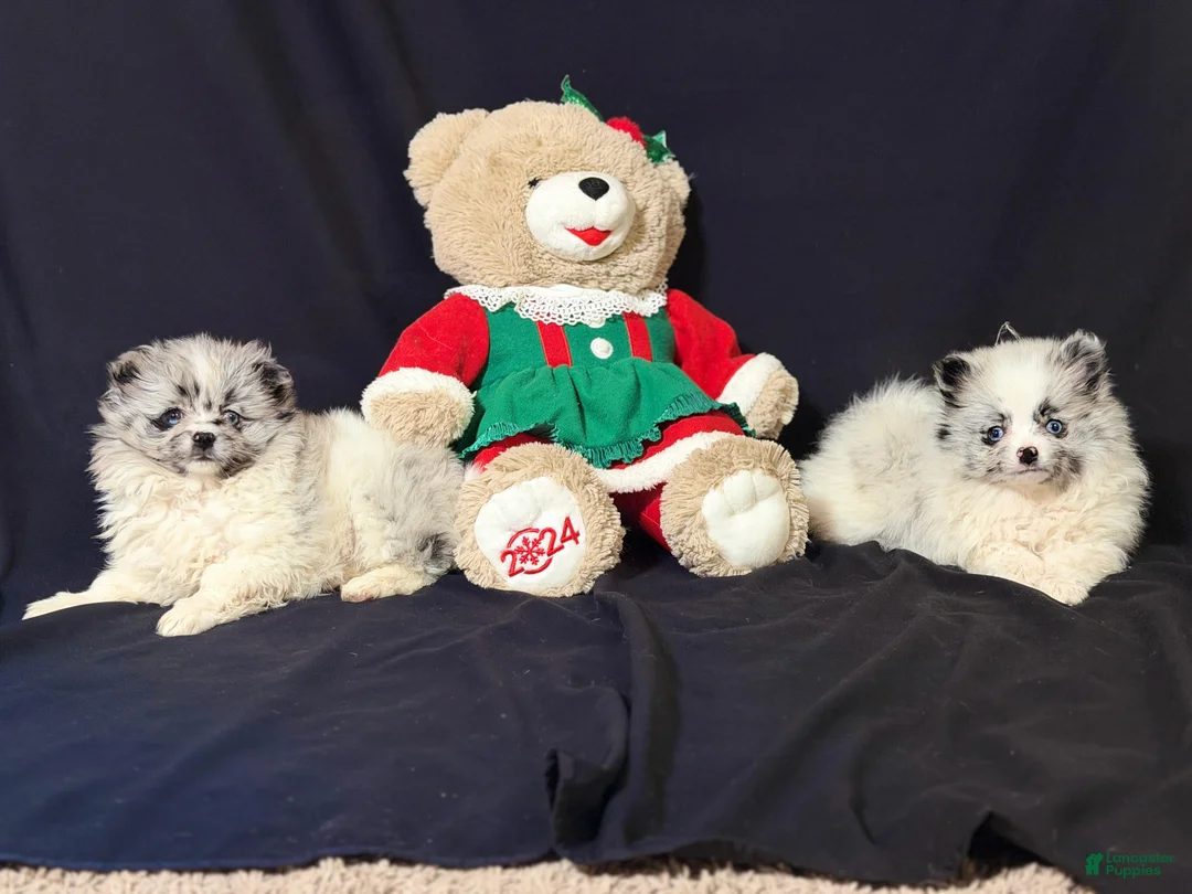 Pomeranian dogs for sale: Pomeranian Puppy 2 - Ad 2