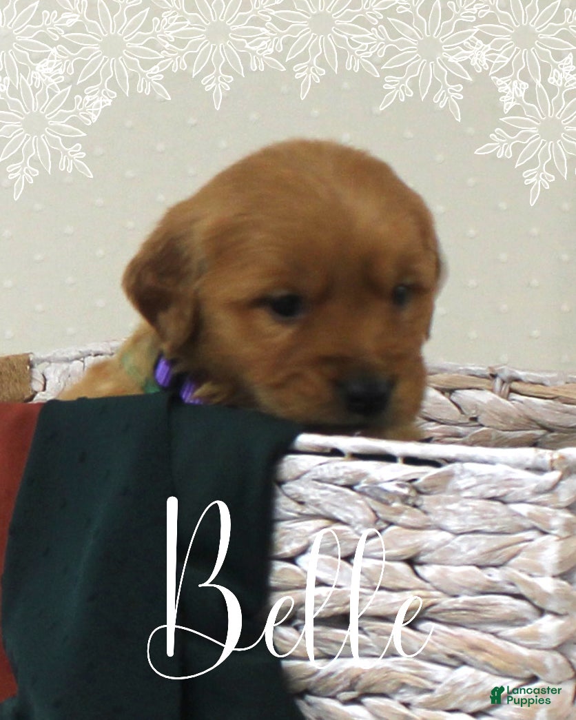 Golden Retriever dogs Belle - Ad 5