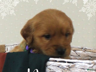 Golden Retriever dogs Belle - Ad 5