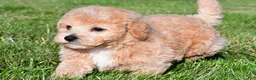 Bichpoo dogs for sale: tanner - Ad 7