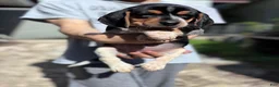 Beagle dogs for sale: Nadia 💛 - Ad 10