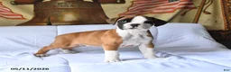 Boxer dogs for sale: Buster - Ad 1