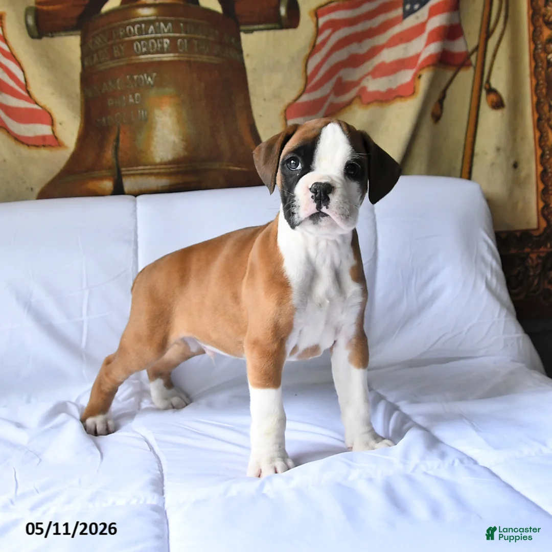 Boxer dogs for sale: Buster - Ad 1