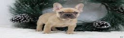 French Bulldog dogs for sale: Ina - Ad 5