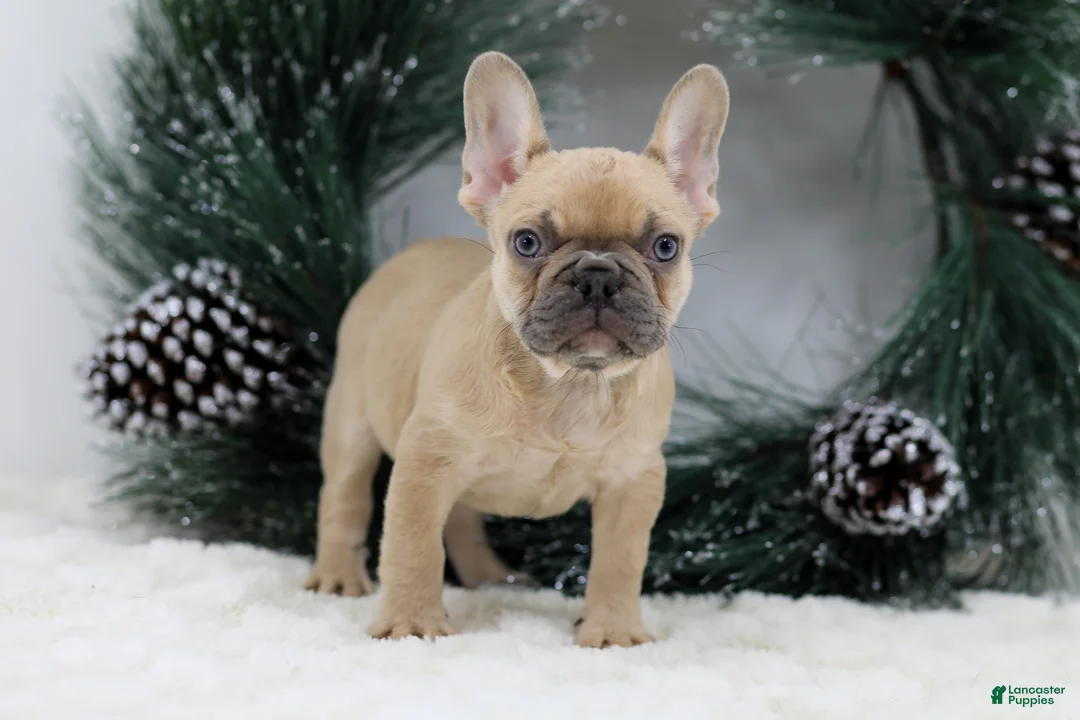 French Bulldog dogs for sale: Ina - Ad 5