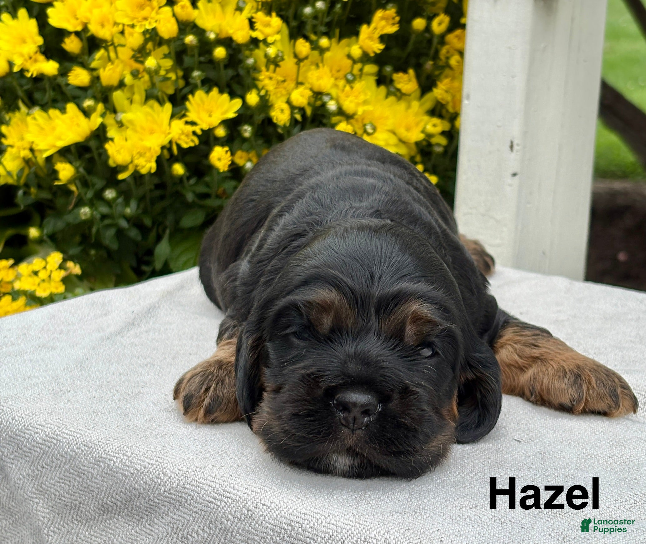 Cocker Spaniel dogs Hazel - Ad 1
