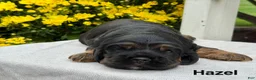 Cocker Spaniel dogs for sale: Hazel - Ad 1