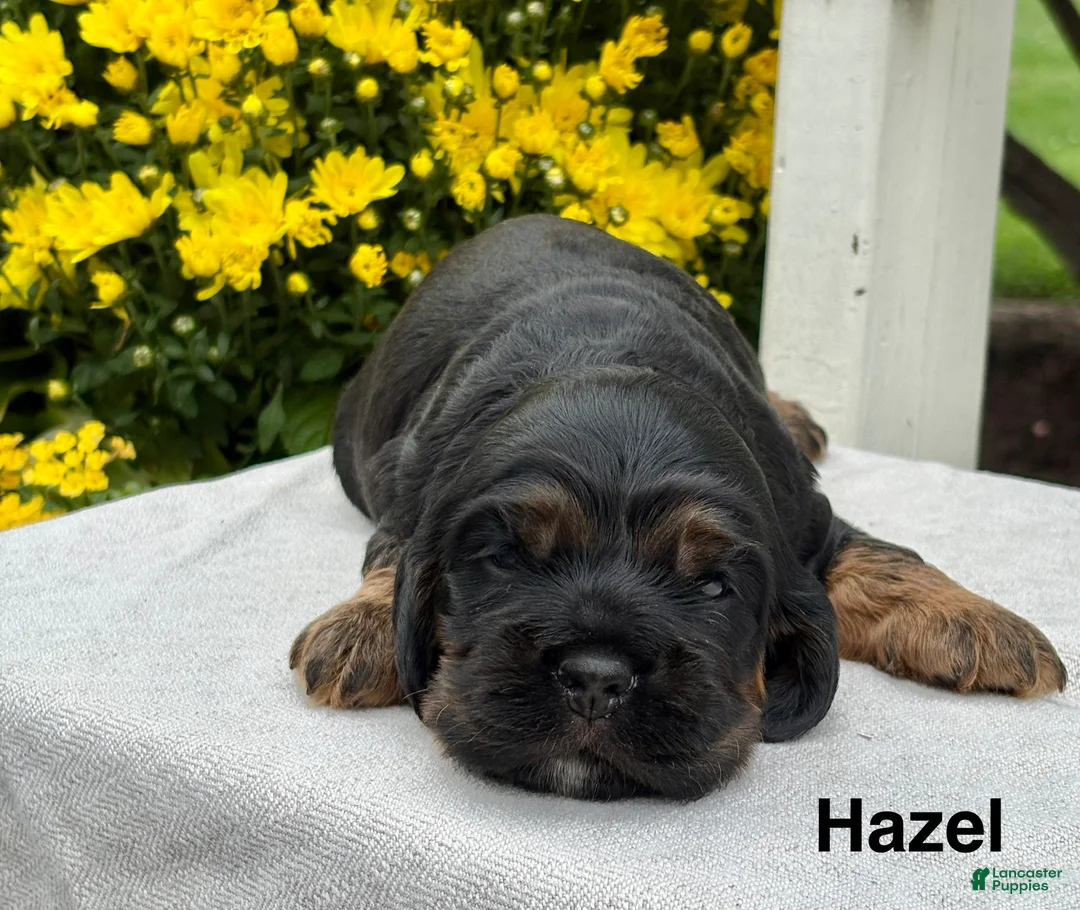 Cocker Spaniel dogs for sale: Hazel - Ad 1