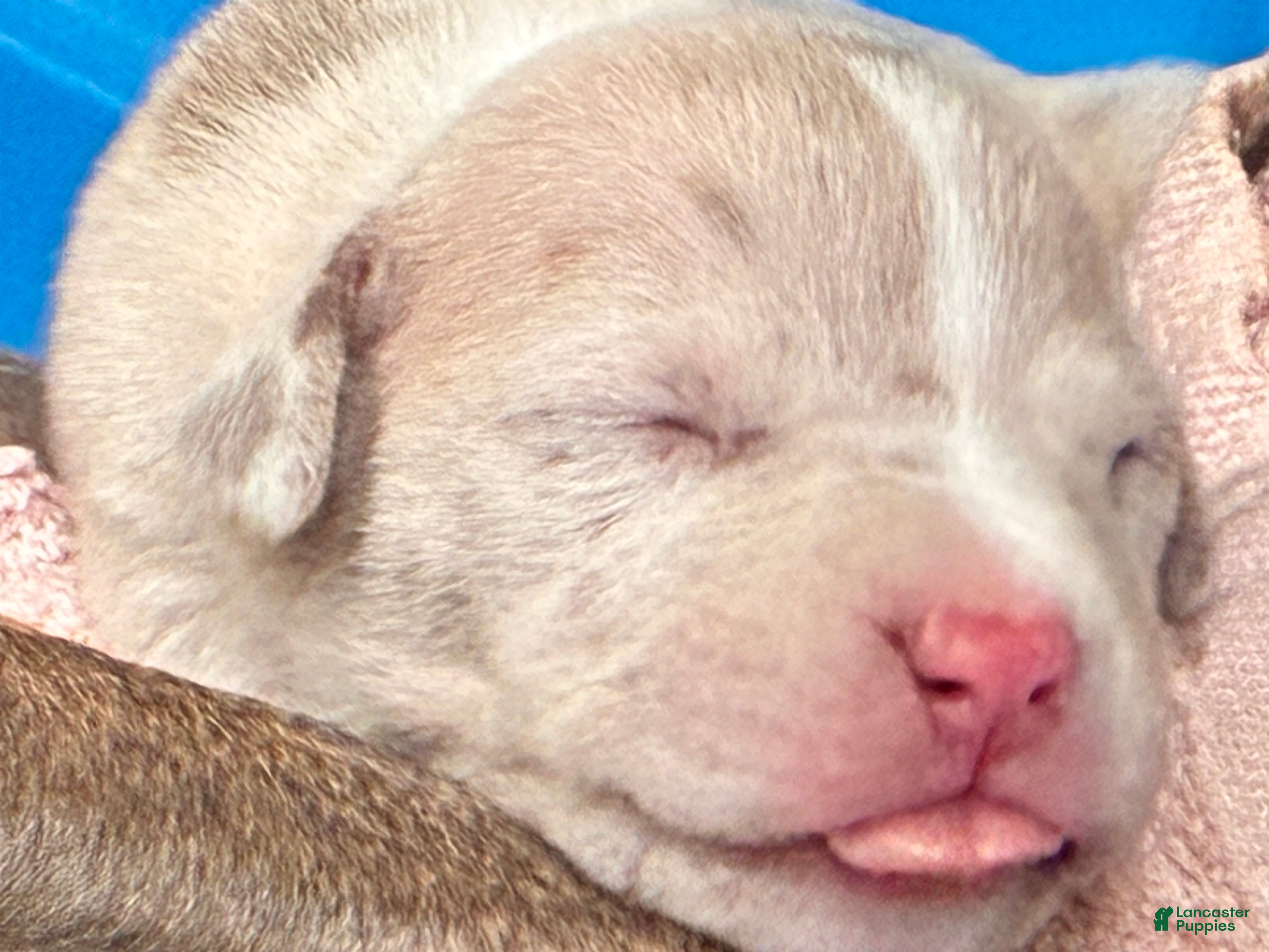 American Bully dogs American Bully Puppy 10 - Ad 27