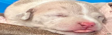 American Bully Puppy 10