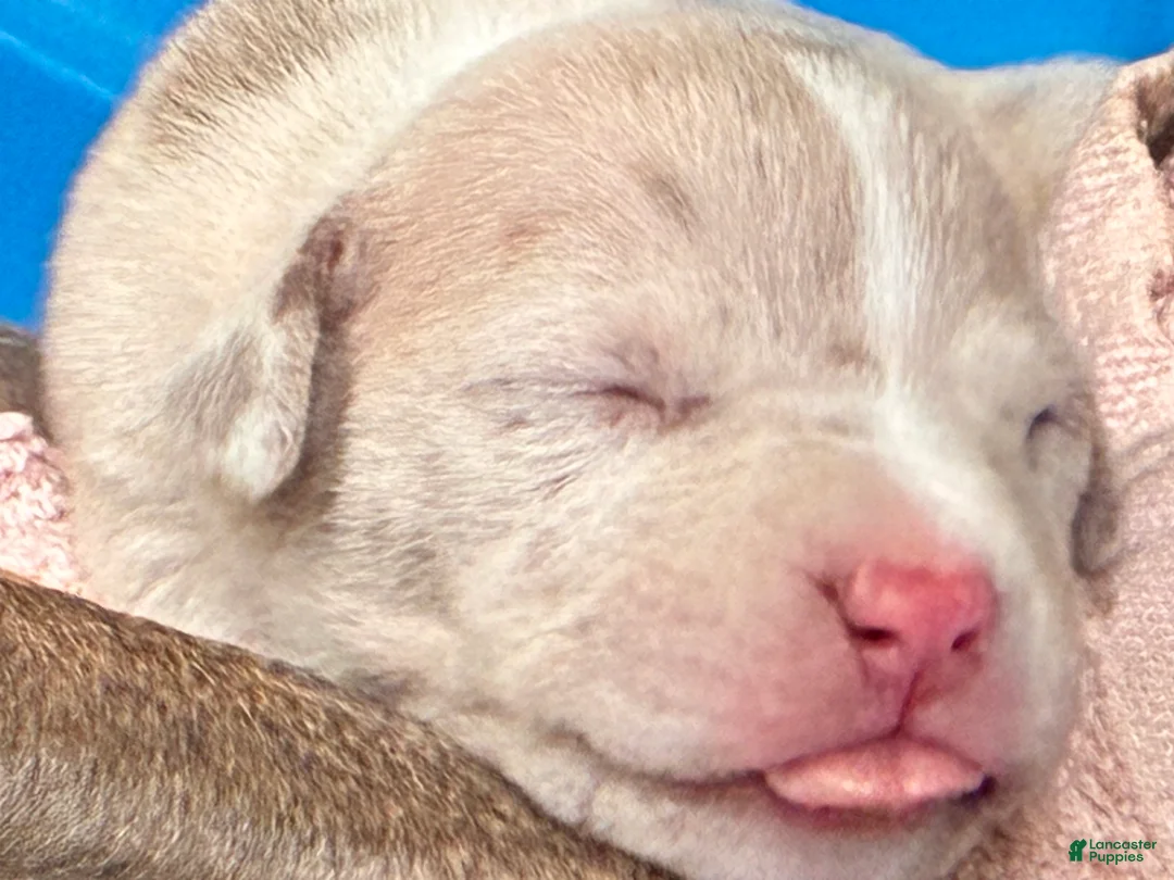 American Bully dogs for sale: American Bully Puppy 10 - Ad 1