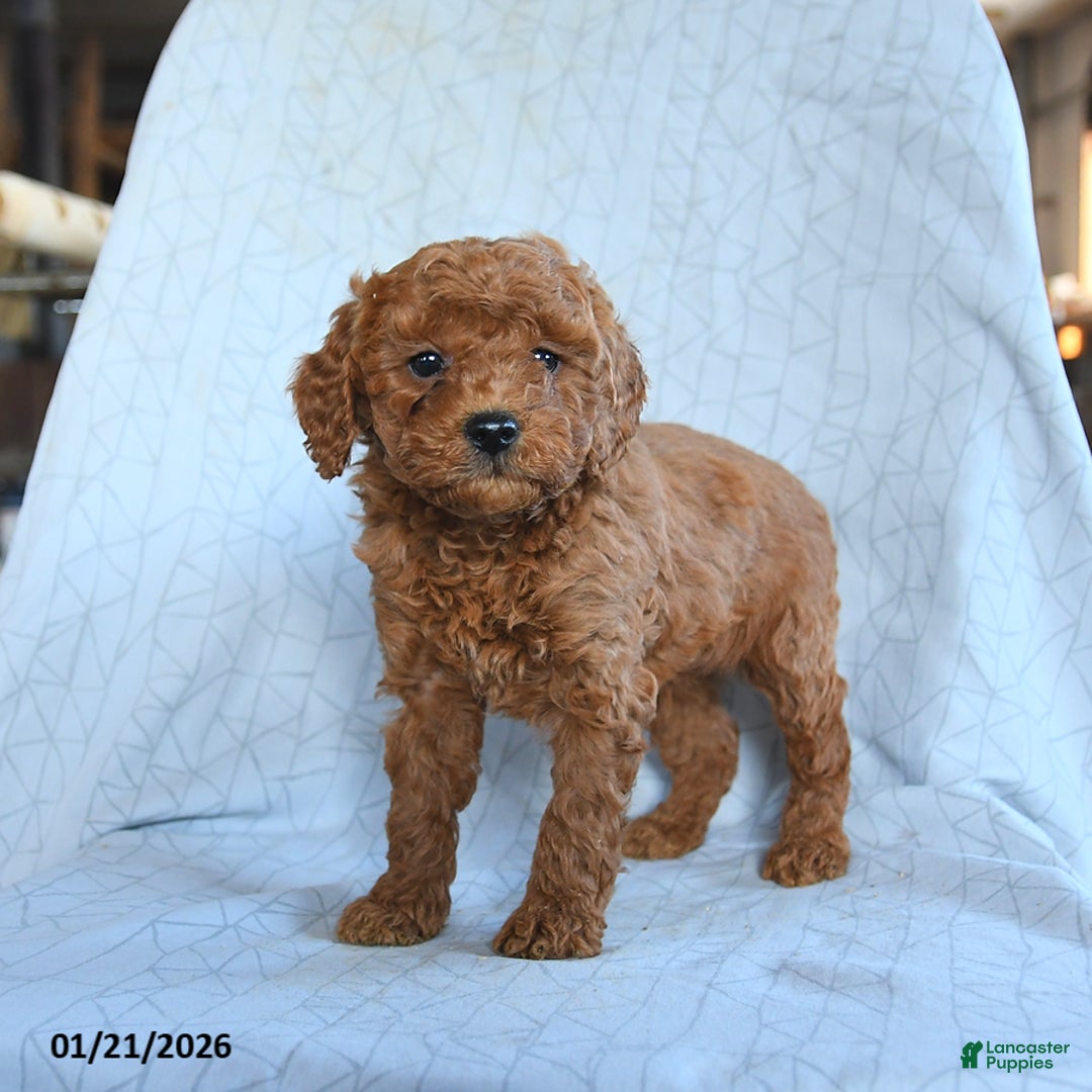 Cavapoo dogs for sale: Tigger - Ad 3