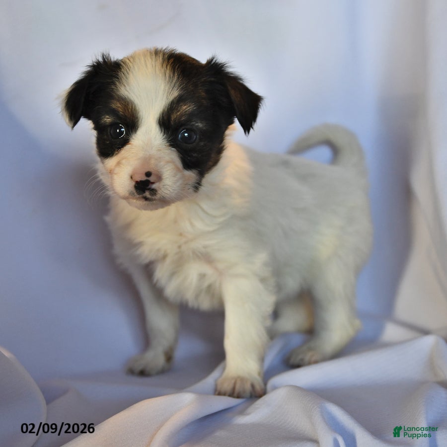 Papillon dogs Sphnix - Ad 8