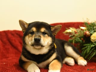 Shiba Inu dogs Elf - Ad 36