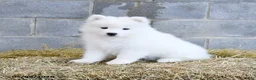 Samoyed dogs for sale: Alaska - Ad 3
