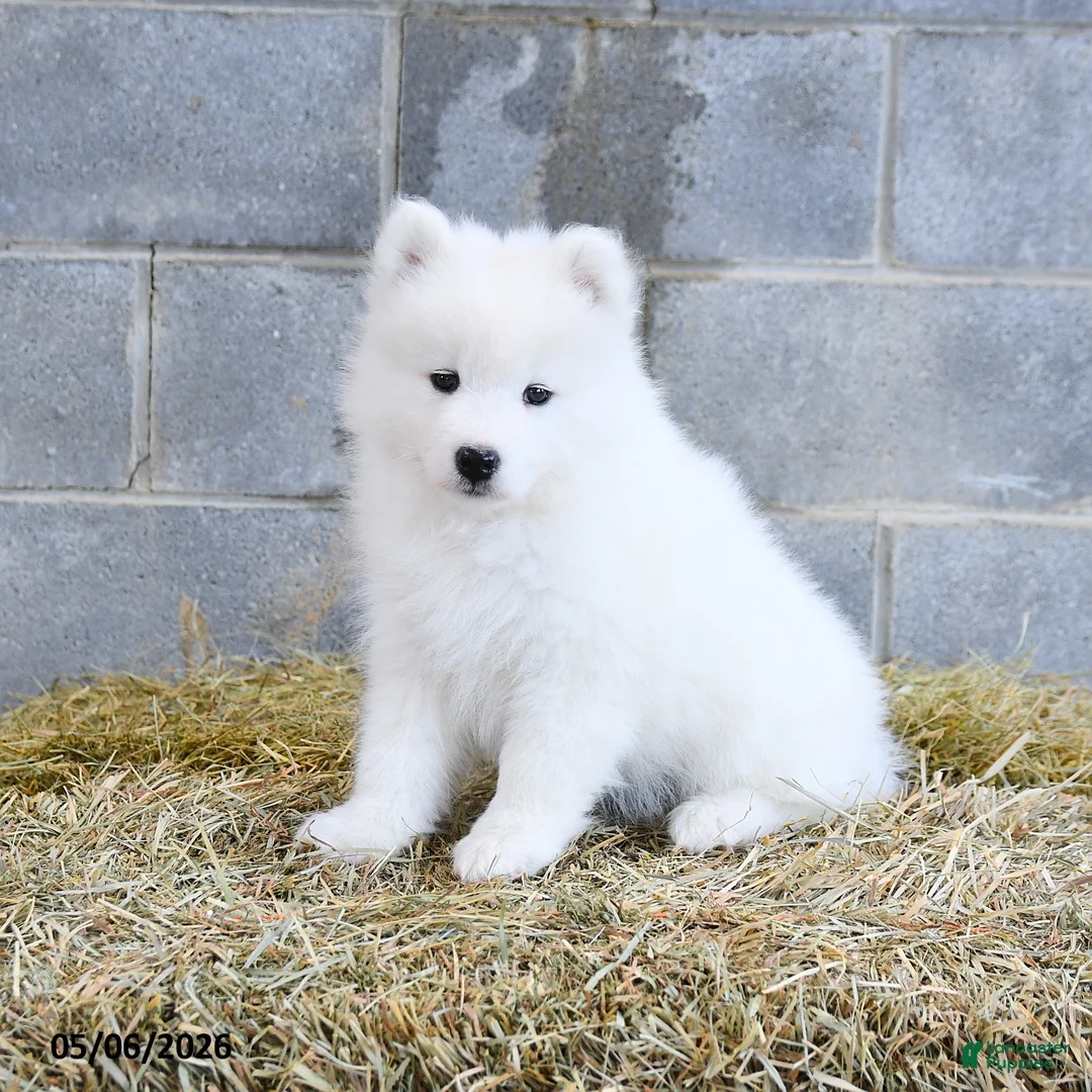 Samoyed dogs for sale: Alaska - Ad 3