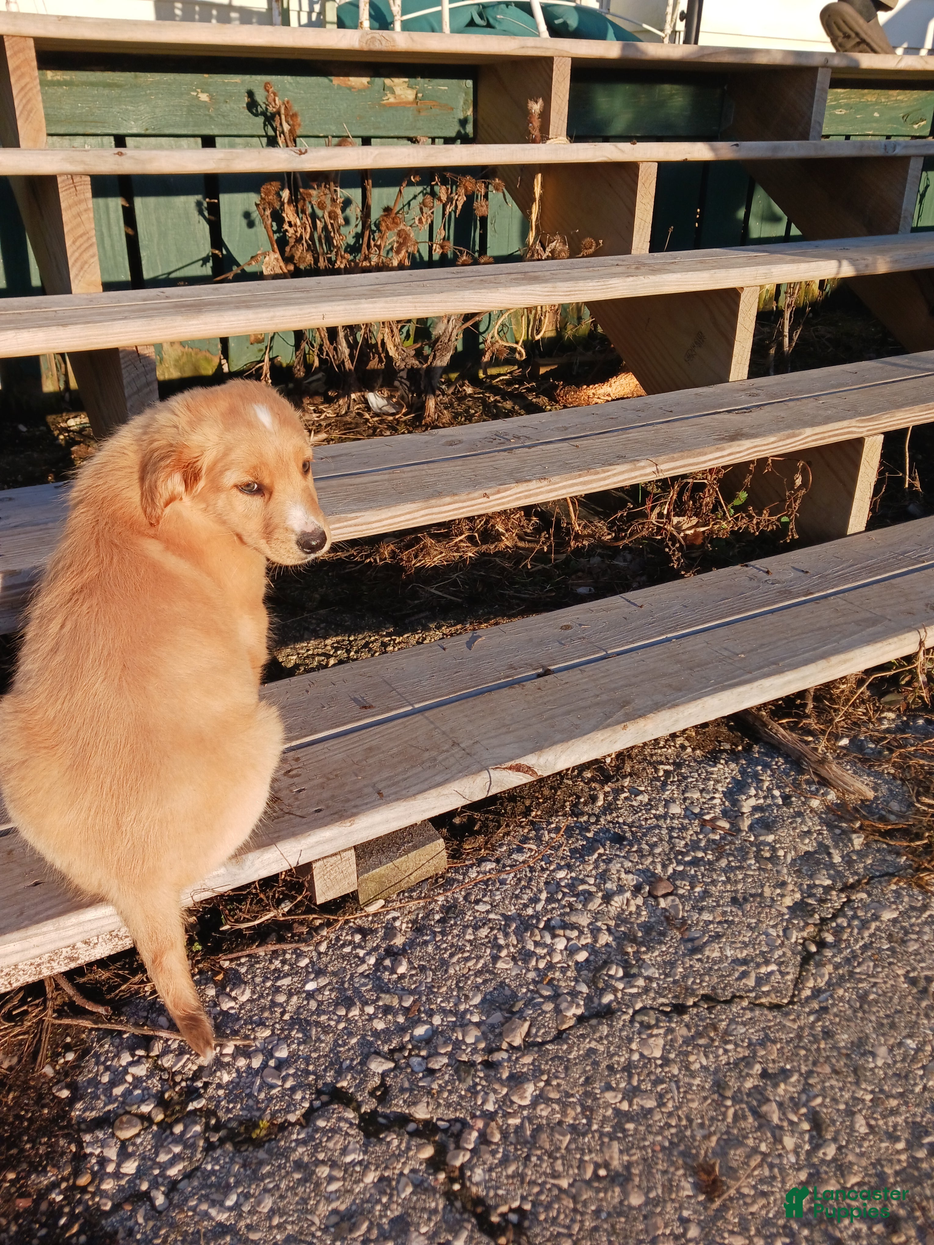 Mixed Breed dogs Mixed Breed Puppy 2 Vincent  - Ad 1