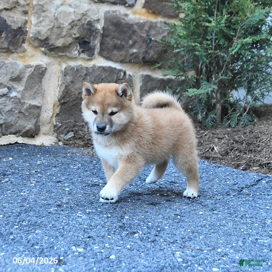 Shiba Inu dogs for sale: Shawn  - Ad 2